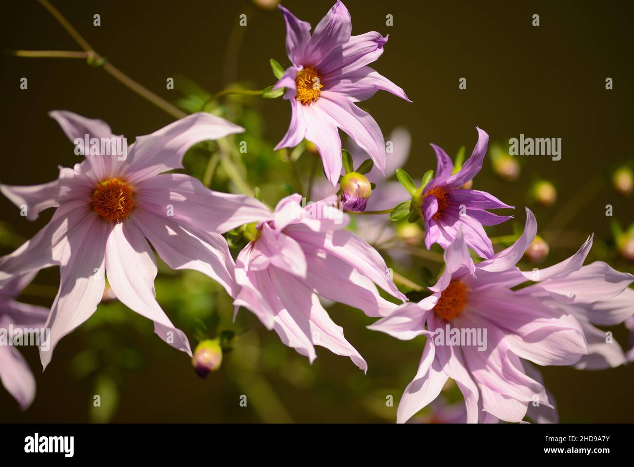Herbstblume von Dahlia imperialis Stockfoto
