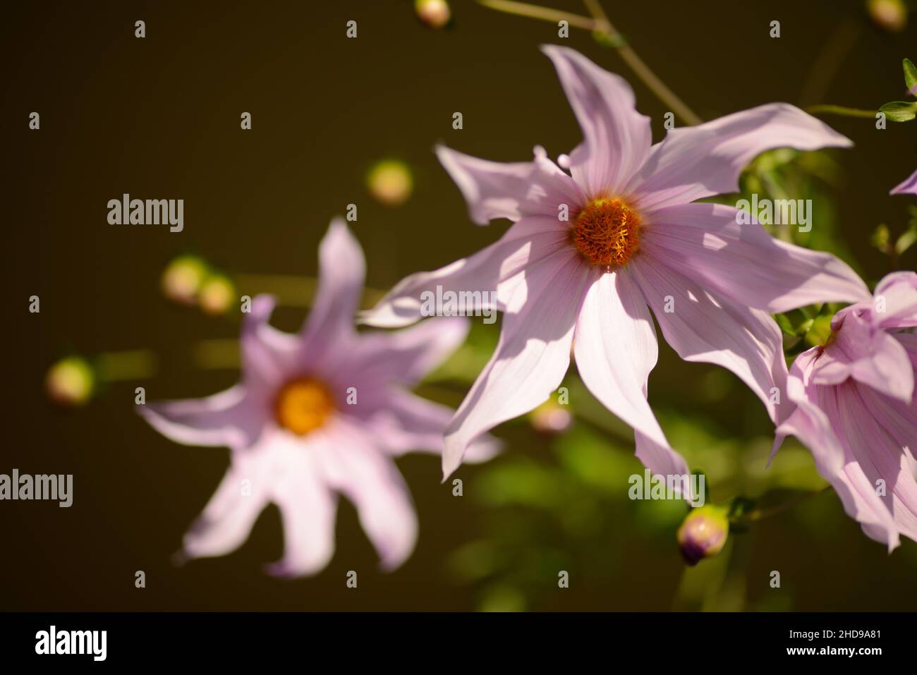 Herbstblume von Dahlia imperialis Stockfoto