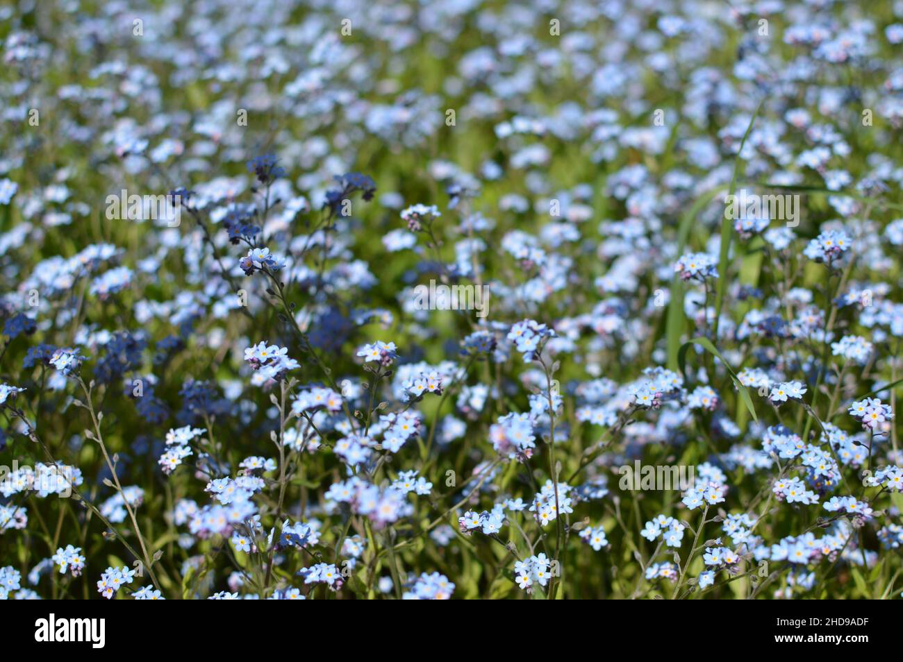 Sommer grüne Wiese mit blühenden Erinnerungen, einem magischen Spaziergang und eine Freude zu betrachten bedeckt. Stockfoto