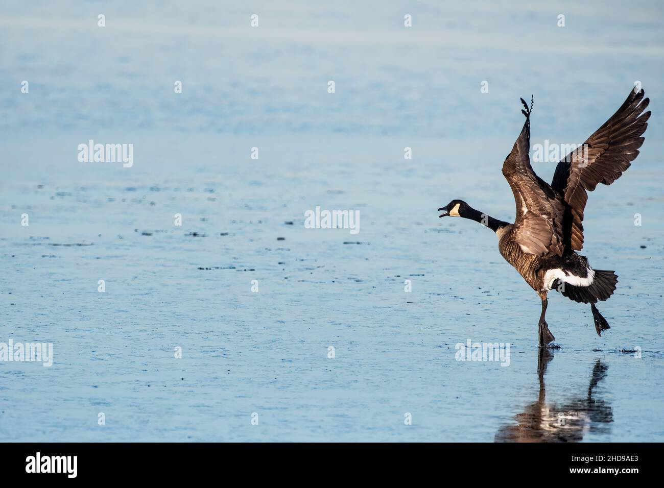 Kanada Gans Start-off-Flug aus Teich Stockfoto