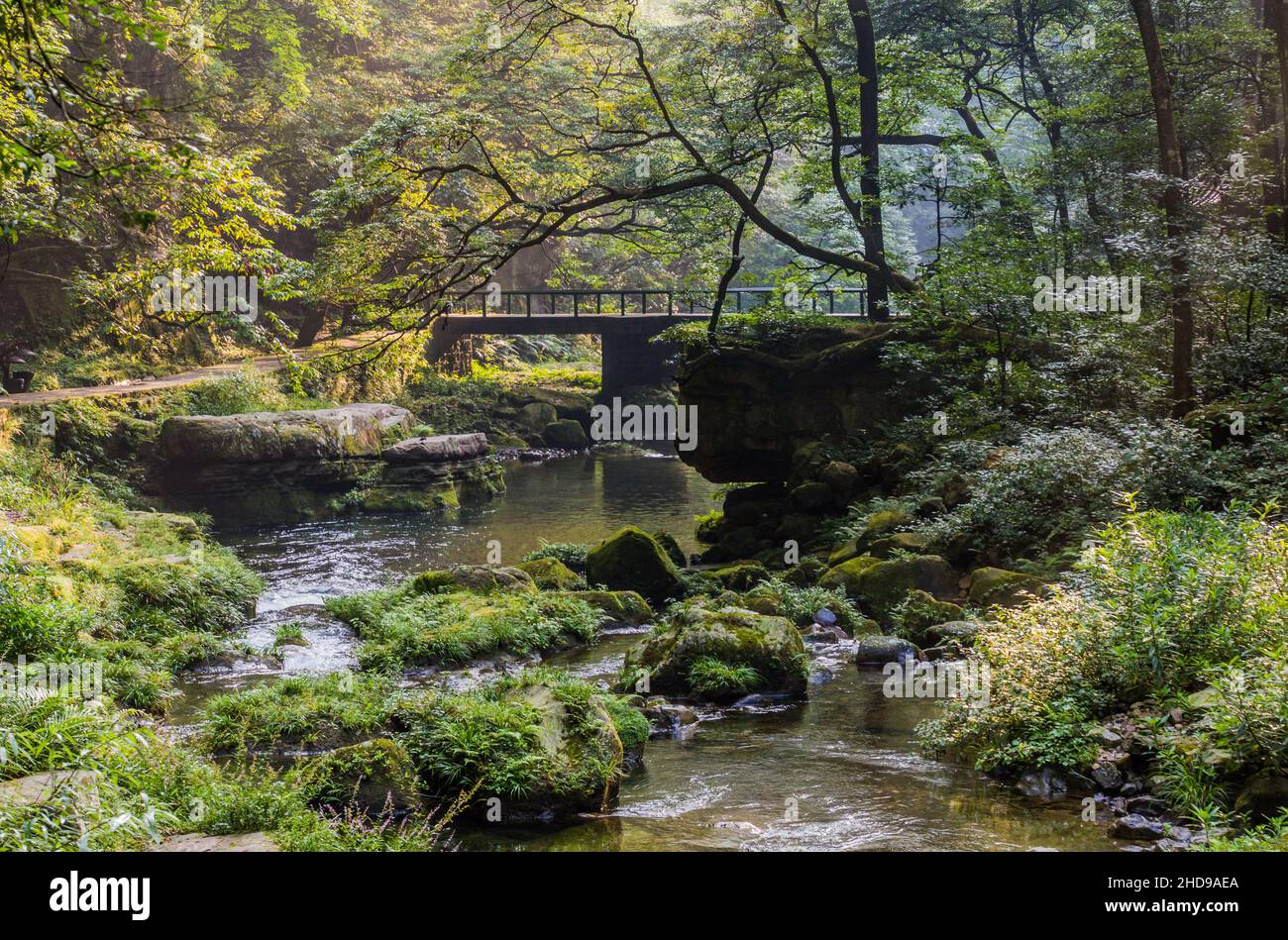 Golden Whip Stream im Zhangjiajie National Forest Park in der Provinz Hunan, China Stockfoto