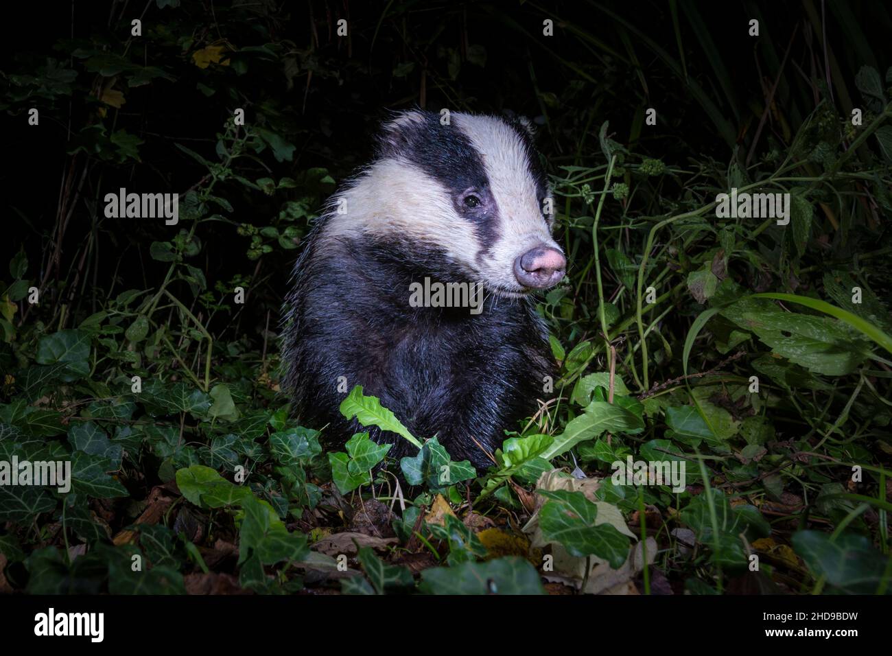 Unreifer Dachs (Meles meles) im Garten bei Nacht, Cambridgeshire, England Stockfoto