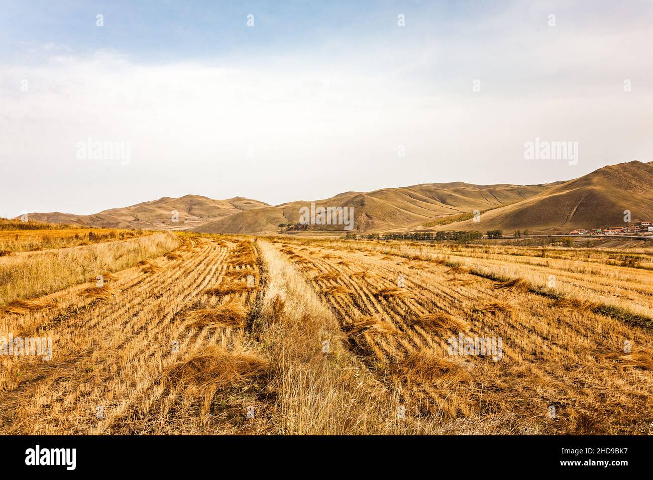 Getreidefelder mit Bäumen umgeben von Bergen Stockfoto