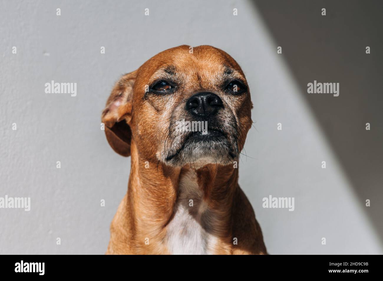 Ein entzückender brauner deutscher Pinscher Stockfoto