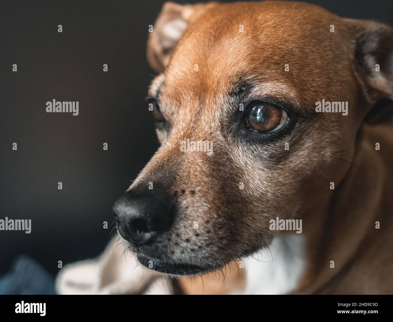 Entzückender brauner deutscher Pinscher Stockfoto