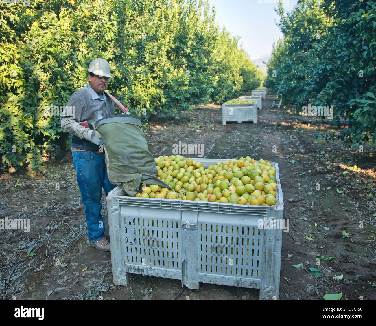 Lemon Harvest, hispanisch, Arbeiter, der geerntete Zitronen in den Transportbehälter „Citrus limon“ abgibt, frühmorgens hell, Kalifornien, Stockfoto