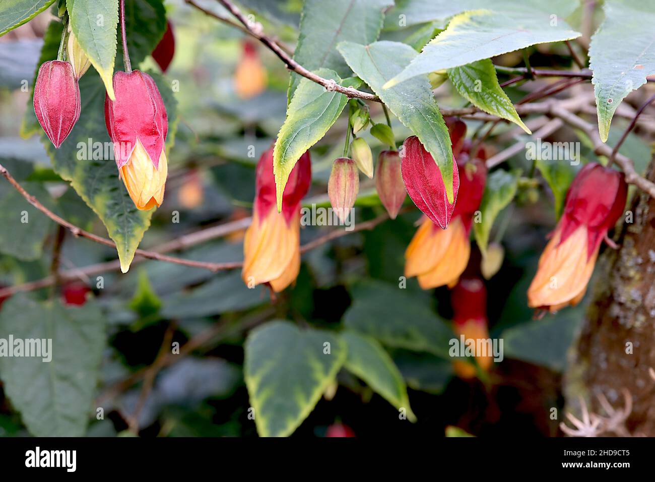 Abutilon x Milleri Miller abutilon – hängende, aprikosengelbe Blüten mit roten Blüten und dreilappigen, dunkelgrünen Blättern, Dezember, England, Großbritannien Stockfoto