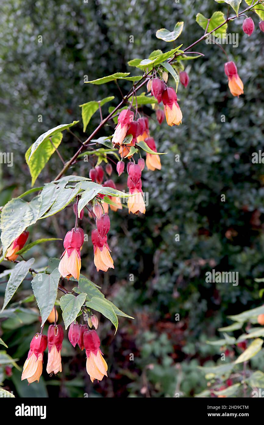 Abutilon x Milleri Miller abutilon – hängende, aprikosengelbe Blüten mit roten Blüten und dreilappigen, dunkelgrünen Blättern, Dezember, England, Großbritannien Stockfoto