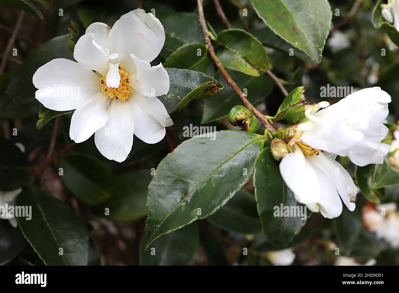 Camellia saluenensis kleine weiße Blüten mit abgerundeten gekerbten Blütenblättern, kurze Staubblätter, Dezember, England, UK Stockfoto