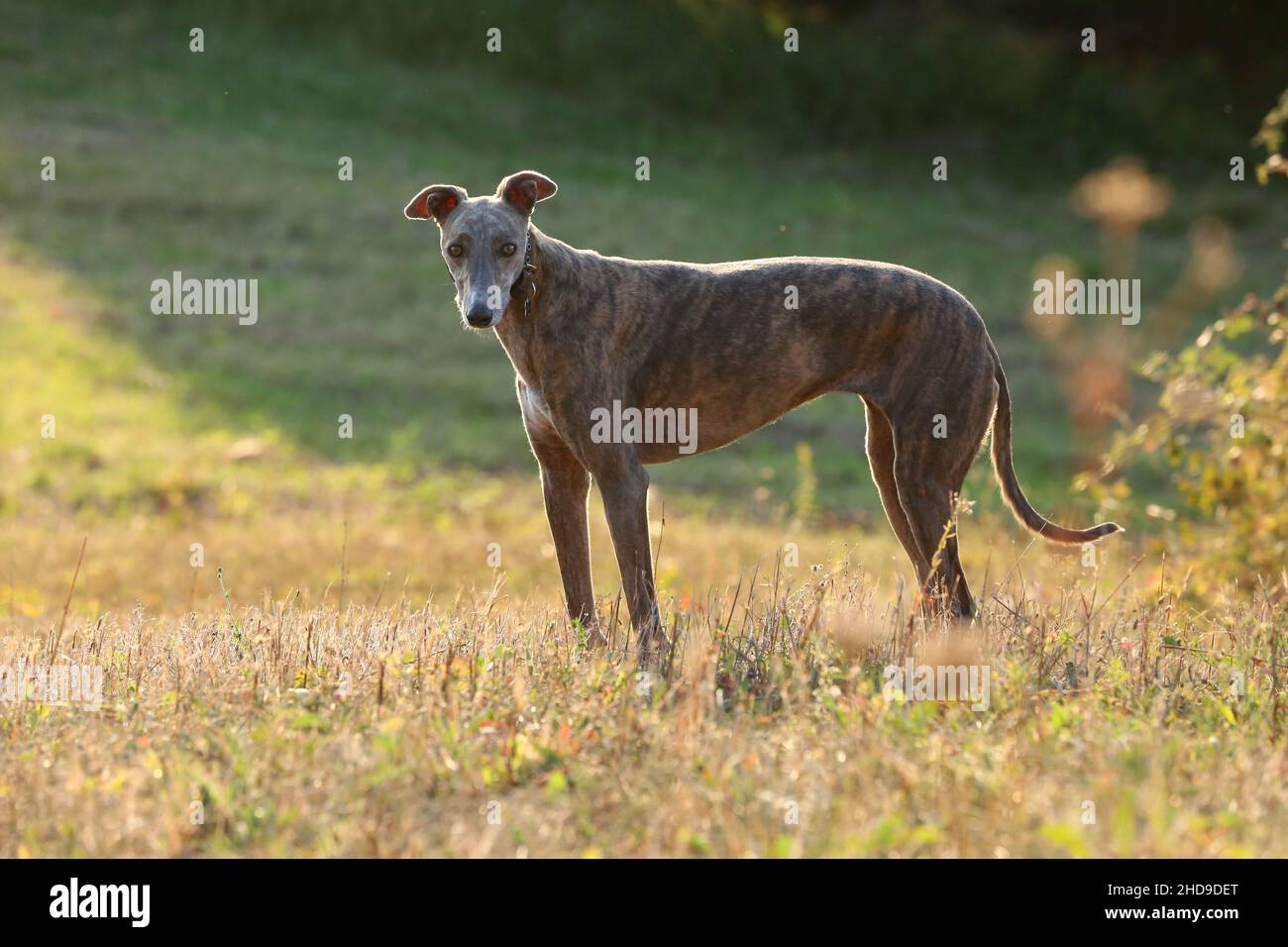 Greyhound posiert in der Natur. Hund steht vor dem Hintergrund der herbstlichen Natur bei Sonnenuntergang. Tierkonzept im Freien Stockfoto