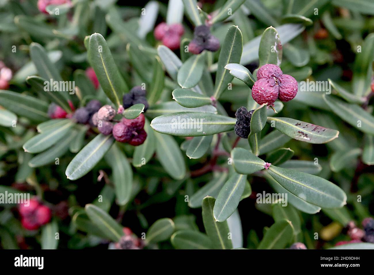 Cneorum tricoccon spurge olive – purpurrote Samenköpfe und kleine Spatellblätter, Dezember, England, Großbritannien Stockfoto
