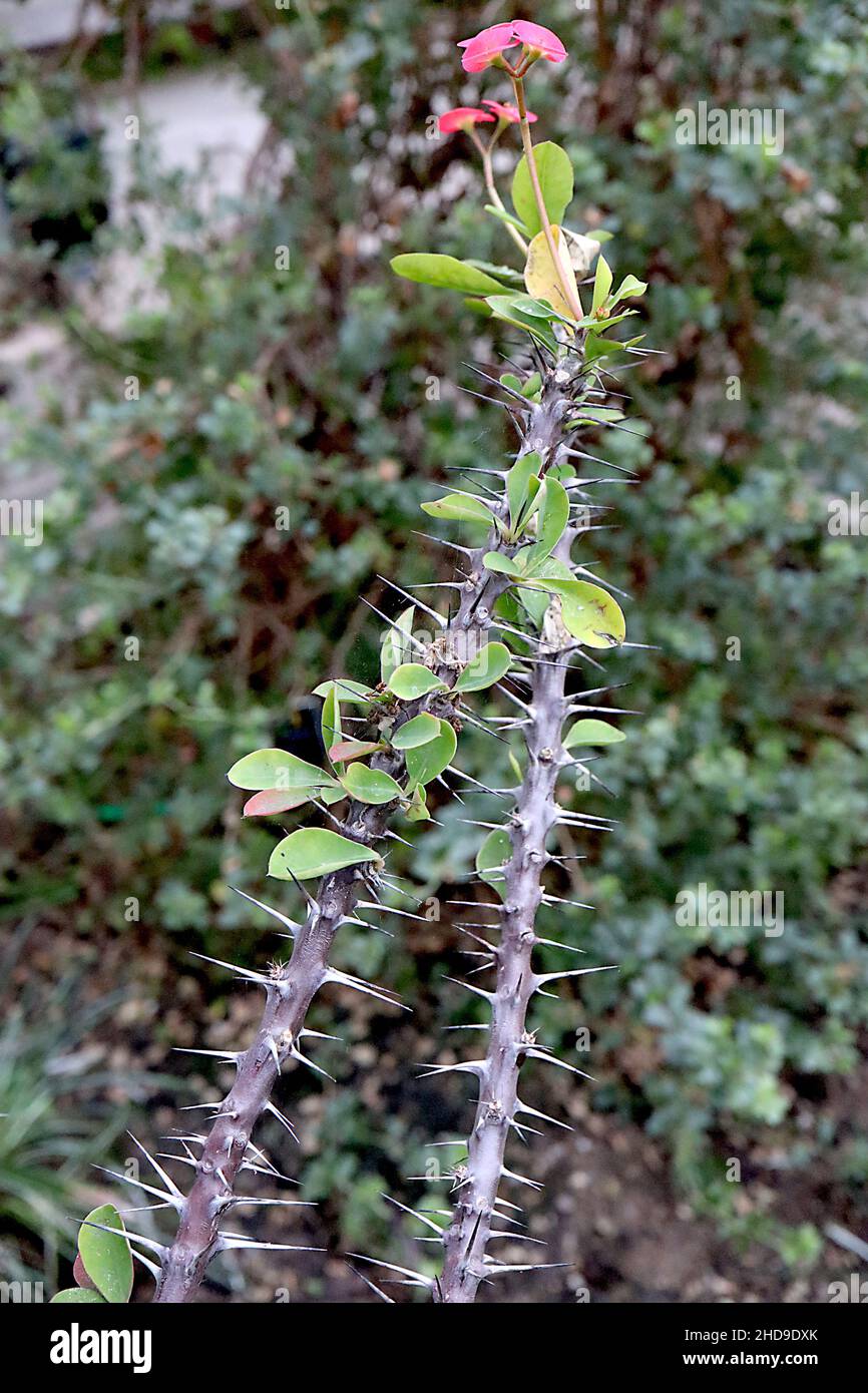 Die Dornenkrone von Eforbia milii – kleine gelbe Blüten, umgeben von tiefrosa Blütenblättern, kleinen hellgrünen Blättern, dicken dornigen Stiel, Stockfoto