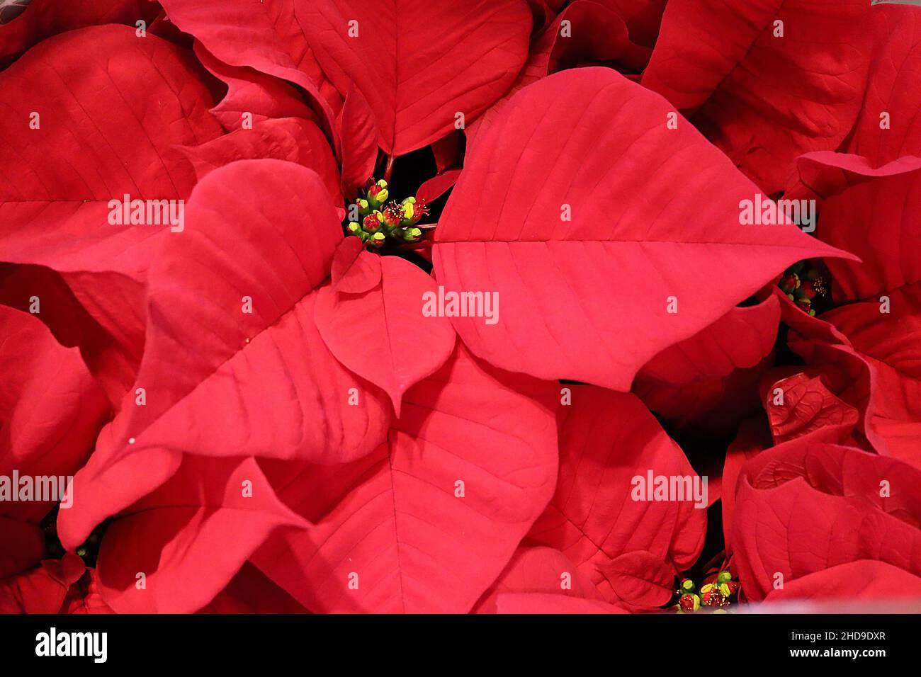 Pneumorbia pulcherrima ‘Freedom Red’ poinsettia Freedom Red – kleine gelbe Blüten und breit eifige rote, blattartige Bracts, Dezember, England, Großbritannien Stockfoto