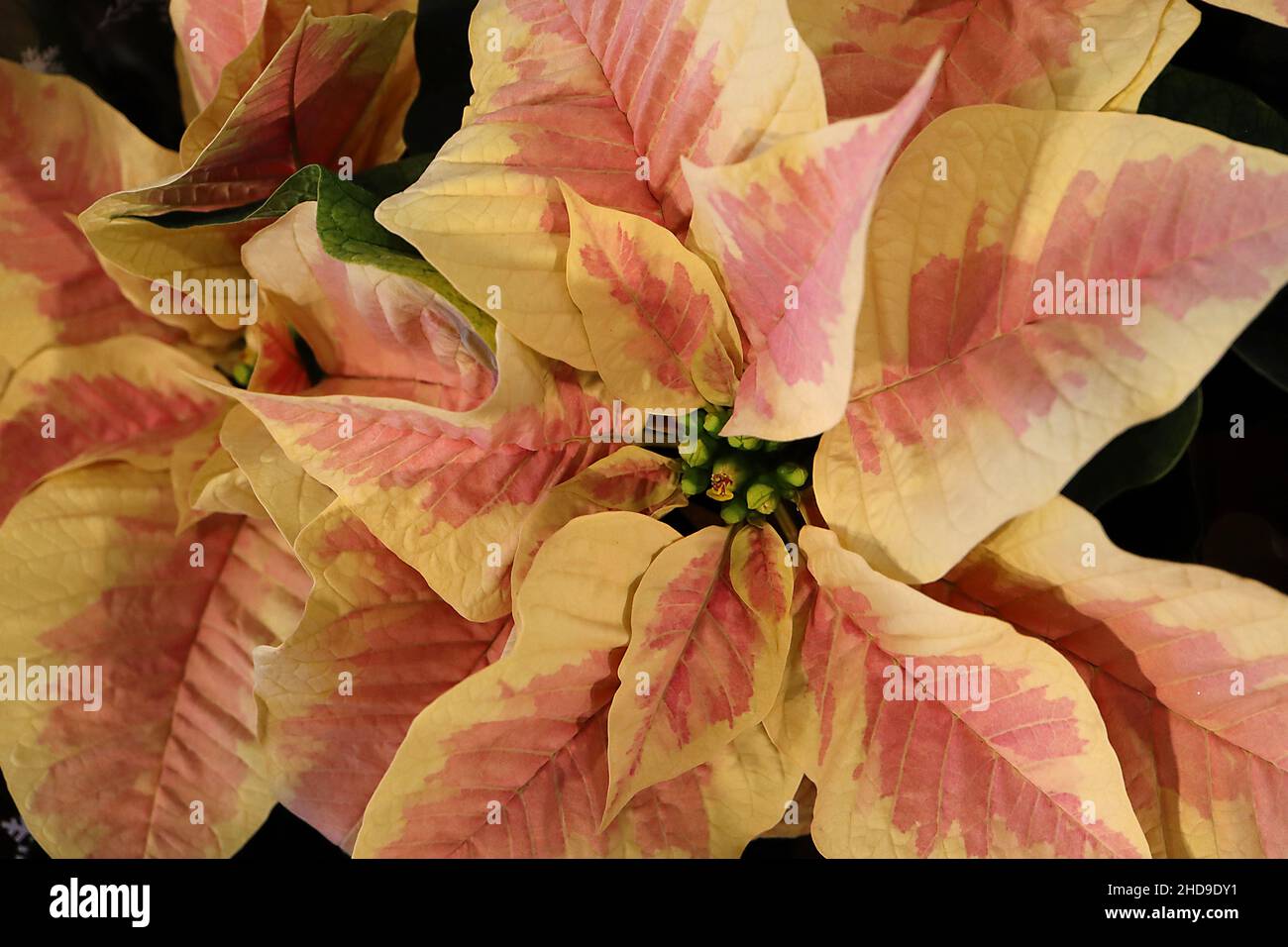 Pneumorbia pulcherrima ‘Peterstar Marble’ oder ‘Mars Marble’ poinsettia Peterstar Marble oder Mars Marble – breite ovierte Aprikosenblätter mit rosa Spritzer Stockfoto