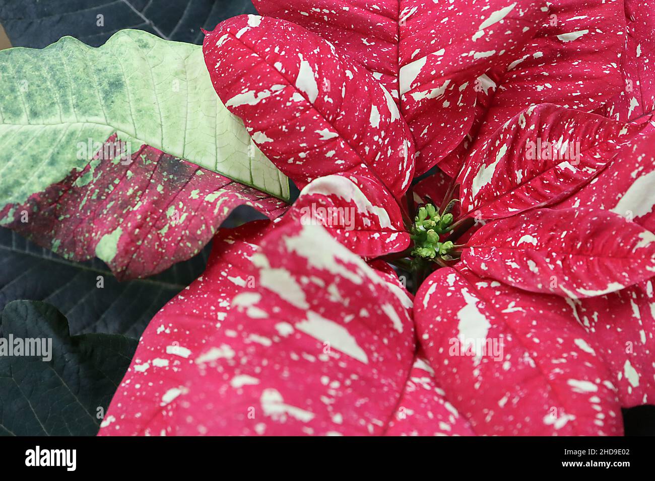 Puphorbia pulcherrima ‘Red Glitter’ poinsettia Red Glitter – kleine Blüten und breit eiskierte, rote Blattblätter mit unregelmäßigen cremefarbenen Flecken, Dezember Stockfoto