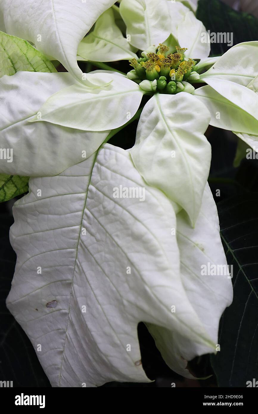 Pneumorbia pulcherrima ‘White’ poinsettia White – kleine gelbe Blüten und breite eifgrüne, cremeweiße, blattartige Bracts, Dezember, England, Großbritannien Stockfoto