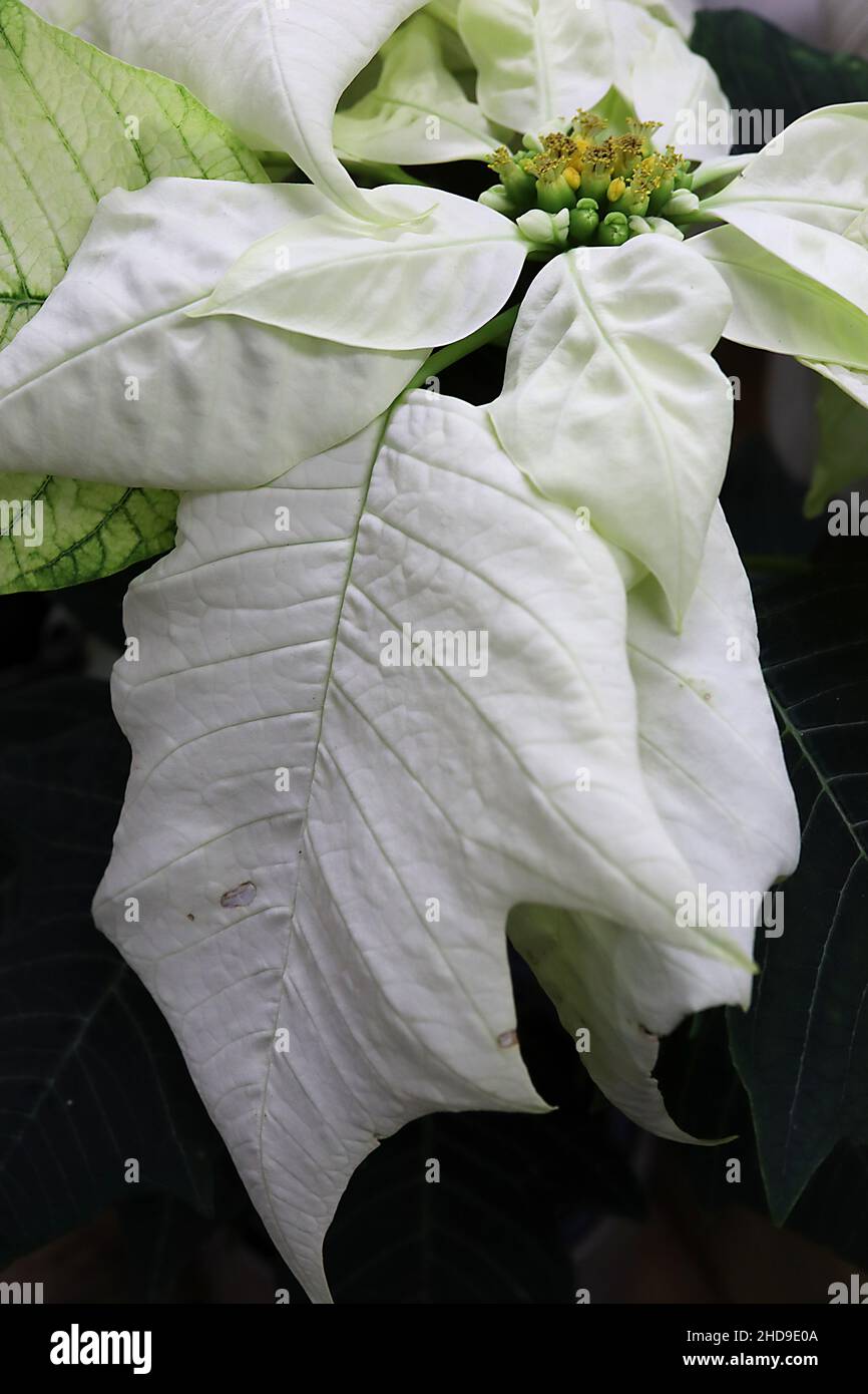 Pneumorbia pulcherrima ‘White’ poinsettia White – kleine gelbe Blüten und breite eifgrüne, cremeweiße, blattartige Bracts, Dezember, England, Großbritannien Stockfoto