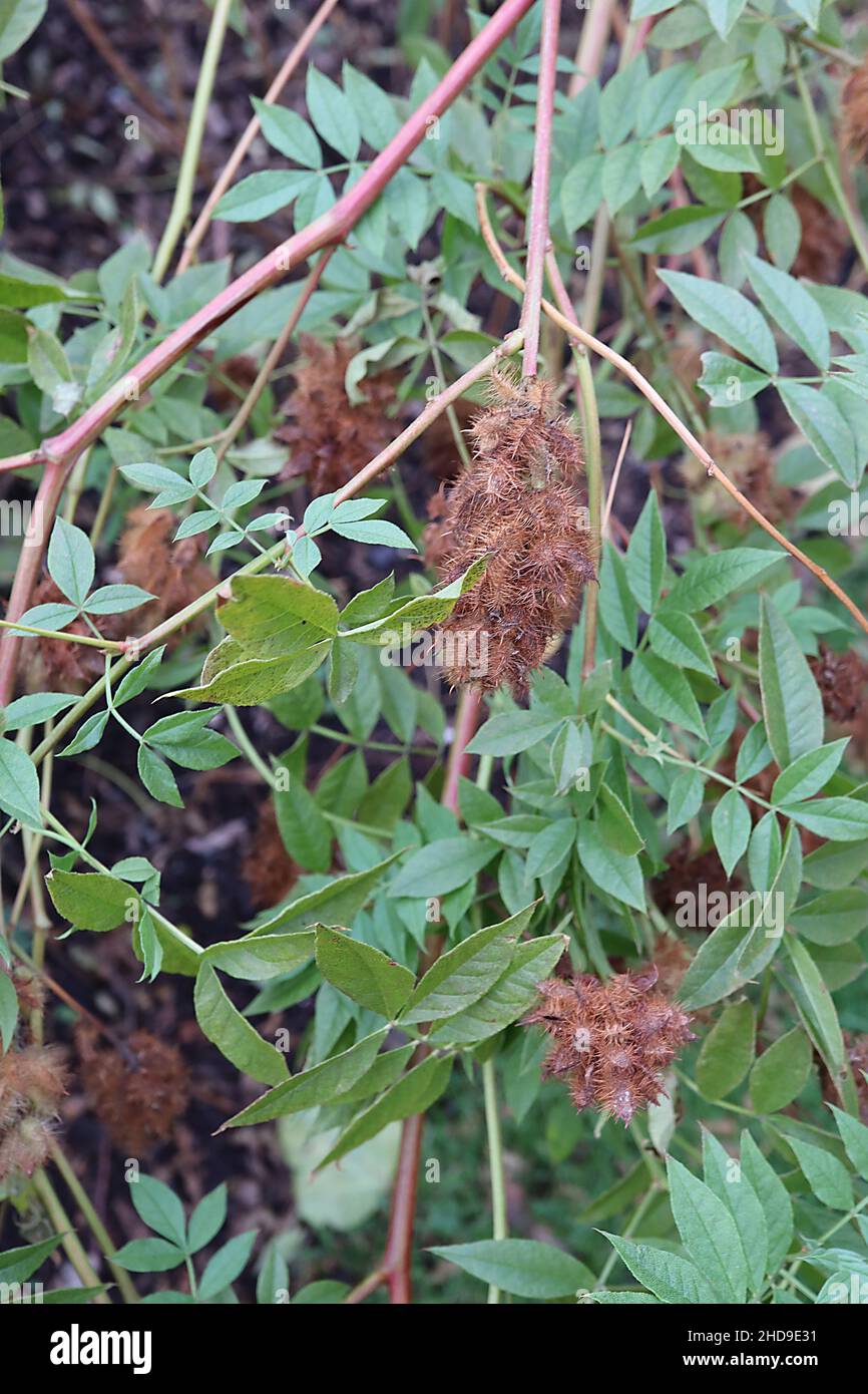 Glycyrrhiza yunnanensis Yunnan Lakritze – kugelförmige, spitz-rotbraune Samenköpfe, Dezember, England, Großbritannien Stockfoto