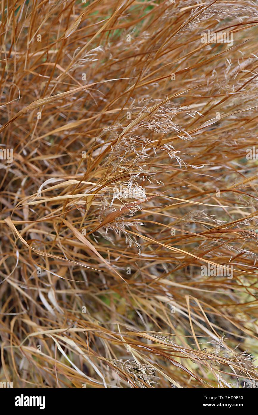 Hakonechloa macra Japanisches Waldgras – Buff feathery Plumes und linear kupferbraune Blätter, Dezember, England, Großbritannien Stockfoto