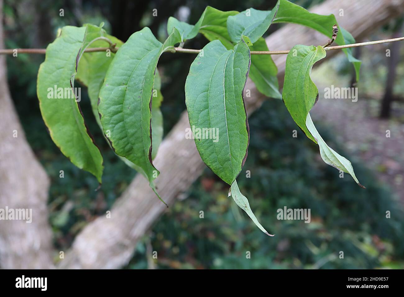 Heptacodium miconioides Seven Son Flower Tree – lange, hängende, lanzenförmige, hellgrüne Blätter, Dezember, England, Großbritannien Stockfoto