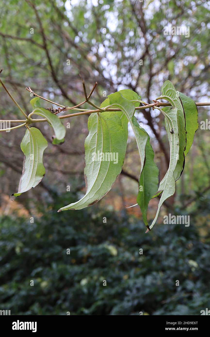 Heptacodium miconioides Seven Son Flower Tree – lange, hängende, lanzenförmige, hellgrüne Blätter, Dezember, England, Großbritannien Stockfoto