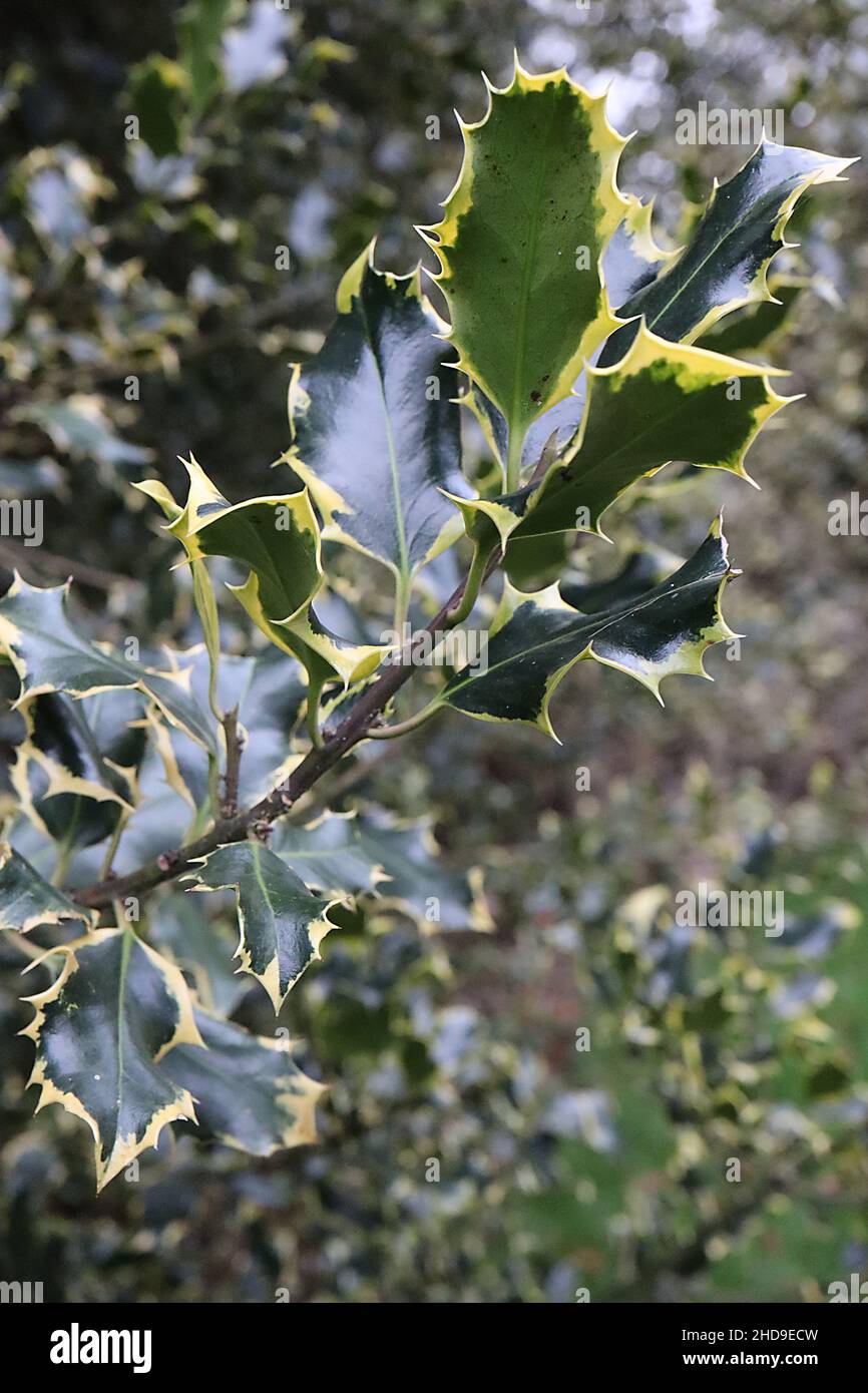 Ilex aquifolium ‘Argentea marginata’ silbern gerandter Stechpalme – dunkelgrüne Blätter mit Rückenzähnen und cremefarbenen Rändern, Dezember, England, Großbritannien Stockfoto
