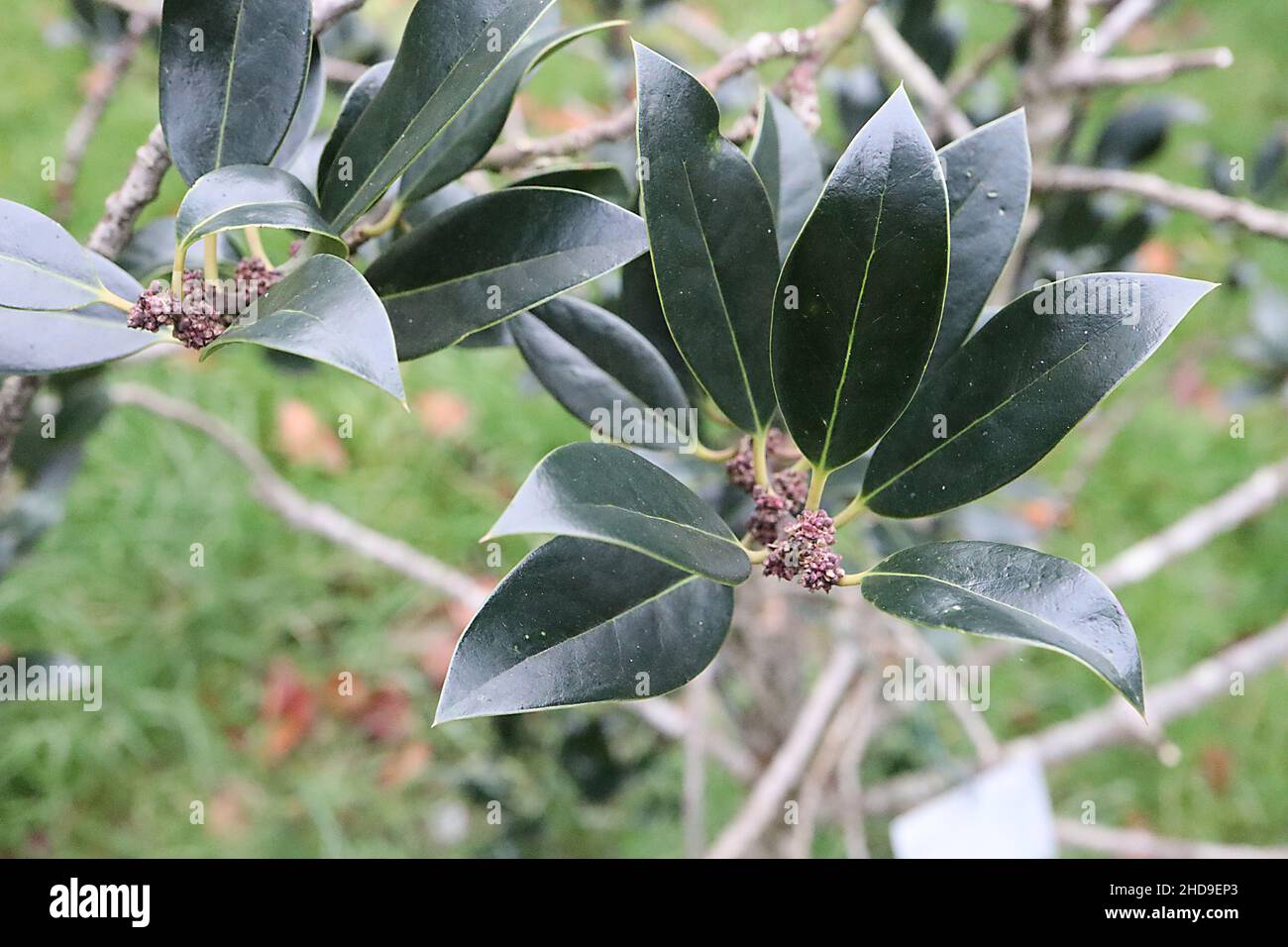 Ilex aquifolium ‘laurifolia’ Holly laurifolia – glänzende, dunkelgrüne, schlanke elliptische Blätter mit gelber Mittelvene und stacheliger Spitze, Dezember, England, Großbritannien Stockfoto