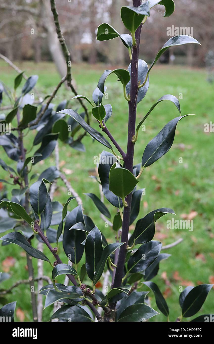 Ilex aquifolium ‘laurifolia’ Holly laurifolia – glänzende, dunkelgrüne, schlanke elliptische Blätter mit gelber Mittelvene und stacheliger Spitze, Dezember, England, Großbritannien Stockfoto