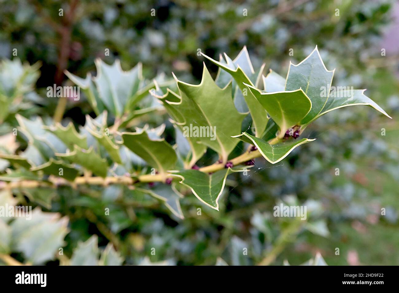 Ilex colchica Black Sea Stechpalme – glänzende mittelgrüne Blätter mit gelben Umrissränden, Dezember, England, Großbritannien Stockfoto