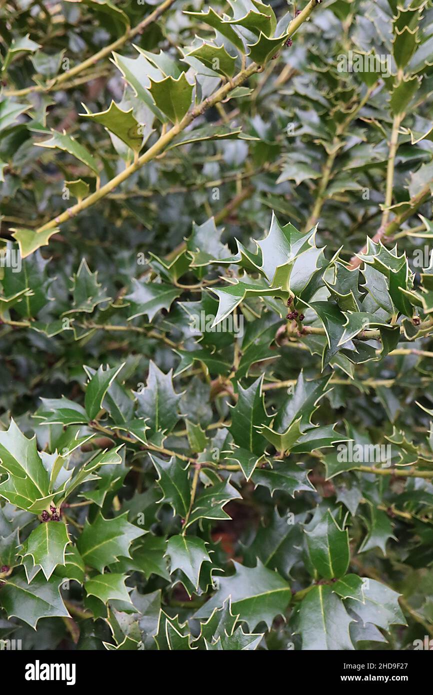 Ilex colchica Black Sea Stechpalme – glänzende mittelgrüne Blätter mit gelben Umrissränden, Dezember, England, Großbritannien Stockfoto