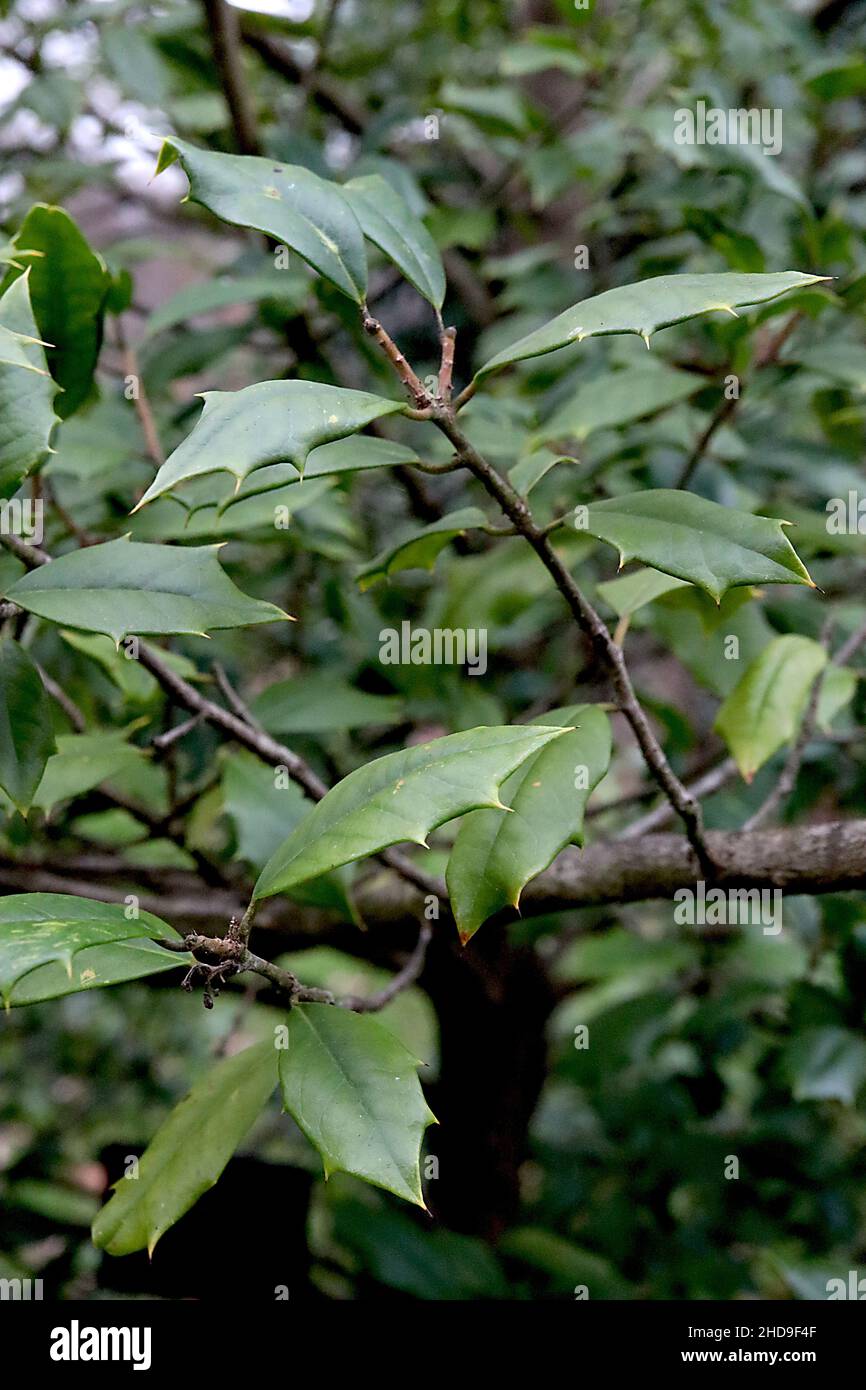 Ilex Opaca American Holly – mattierte mittelgrüne Blätter mit stacheligen Rändern, Dezember, England, Großbritannien Stockfoto