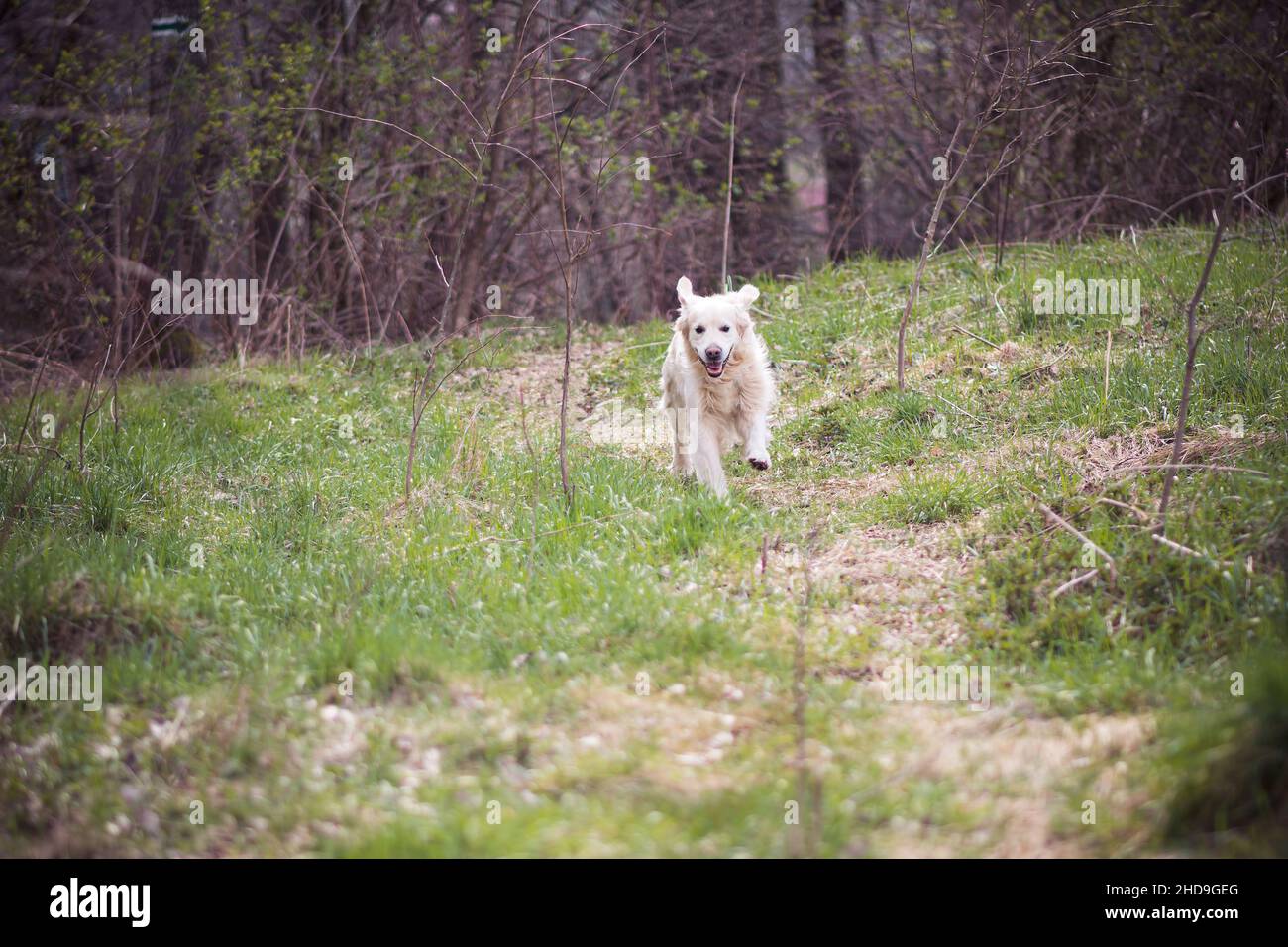 Ein fröhlicher goldener Retriever, der auf einer grünen Wiese läuft Stockfoto