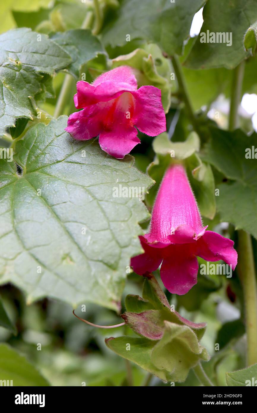 Lophospermum erubescens kriechende Gloxinia – dunkelrosa trompetenförmige Blüten und herzförmige mittelgrüne Blätter, Dezember, England, Großbritannien Stockfoto