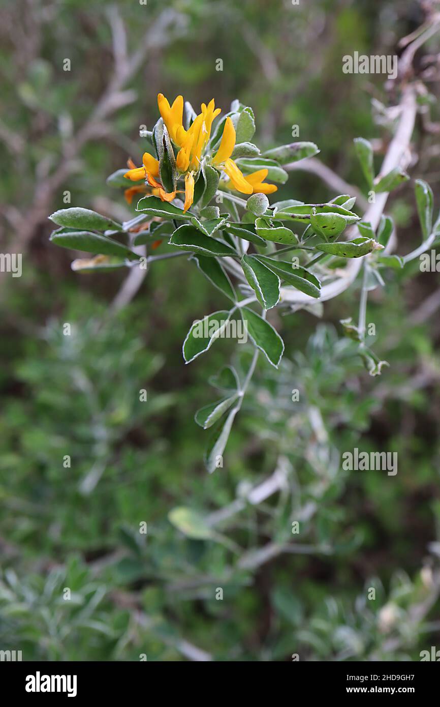 Medicago arborea Mondtrefoil – gelbe erbsenförmige Blüten und mittelgrüne Blätter mit graugrüner Unterseite, Dezember, England, UK Stockfoto