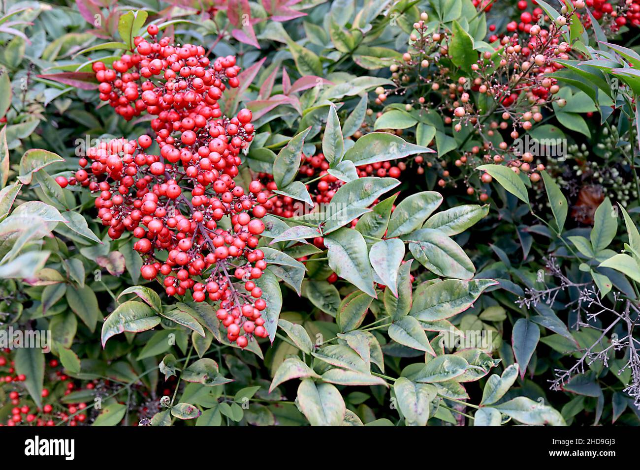 Nandina domestica Heiliger Bambus – rote Beeren und dunkelgrüne Blätter mit hellgrünen Rändern, Dezember, England, Großbritannien Stockfoto