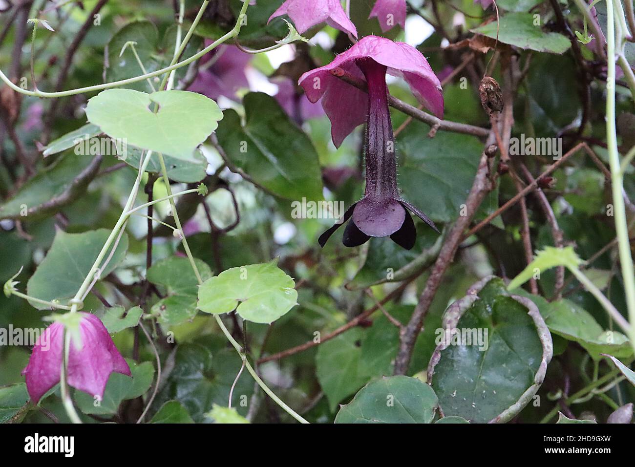 Rhoditichon atrosanguineus purpurne Glockenrebe – hängende röhrenförmige dunkelviolette Blüten mit mittelrosa schüsselförmigem Crix, herzförmig mittelgrün hinterlassen Stockfoto