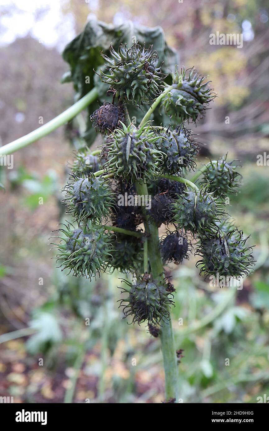 Ricinis communis ‘Carmencita Pink’ Rizinusölpflanze Carmencita Pink – runde, spiky-grüne braune Frucht, Dezember, England, Großbritannien Stockfoto