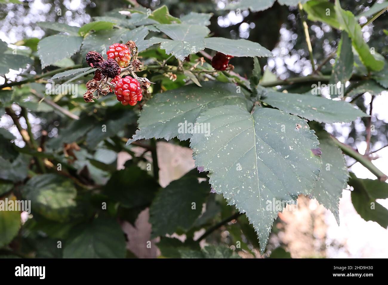 Rubus fruticosus ‘Fantasia’ Brombeere Fantasia – dunkelrote Brombeeren (Ende der Saison) und dunkelgrüne Blätter, dornige Stöcke, Dezember, England, Großbritannien Stockfoto