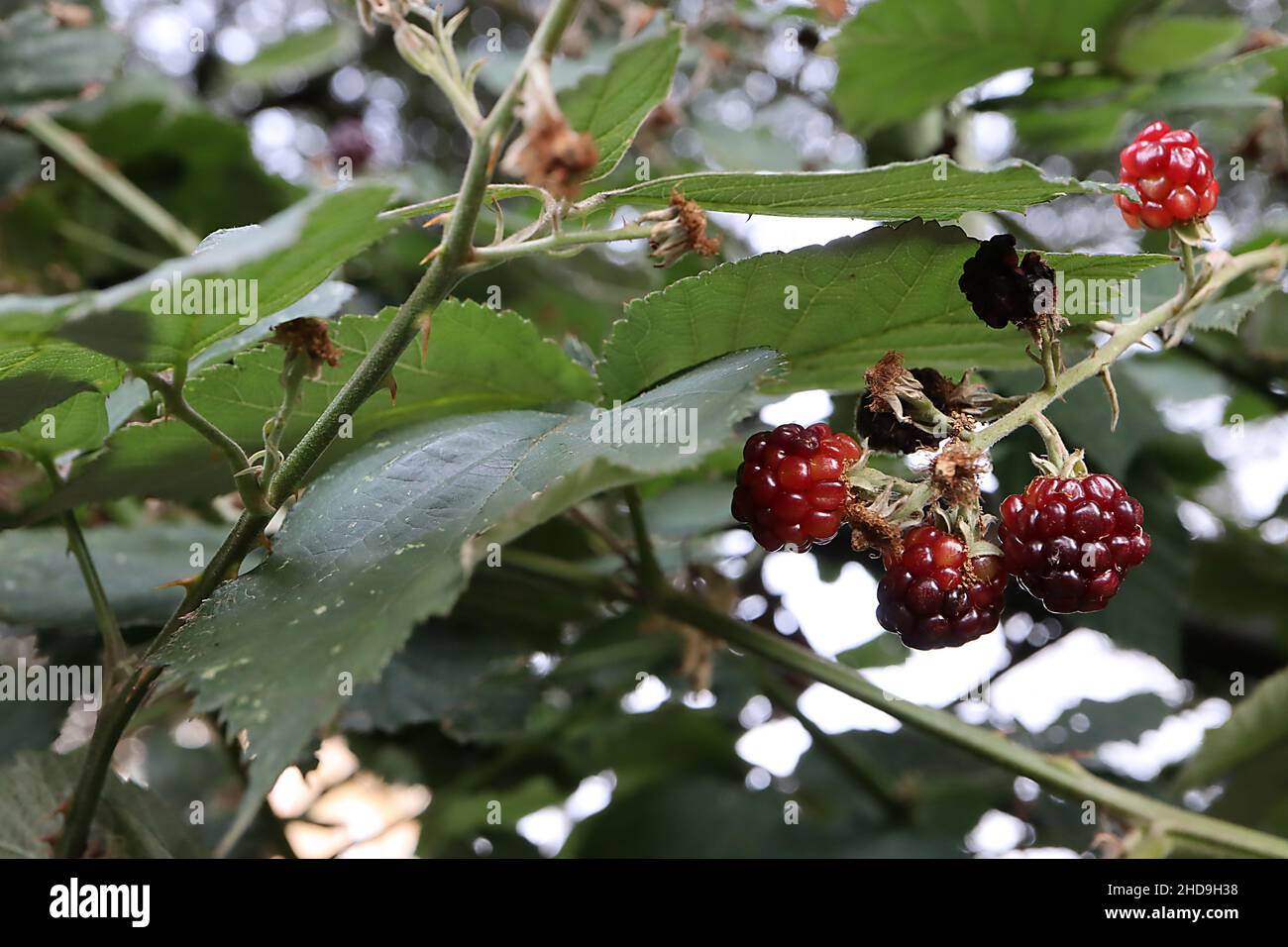 Rubus fruticosus ‘Fantasia’ Brombeere Fantasia – dunkelrote Brombeeren (Ende der Saison) und dunkelgrüne Blätter, dornige Stöcke, Dezember, England, Großbritannien Stockfoto