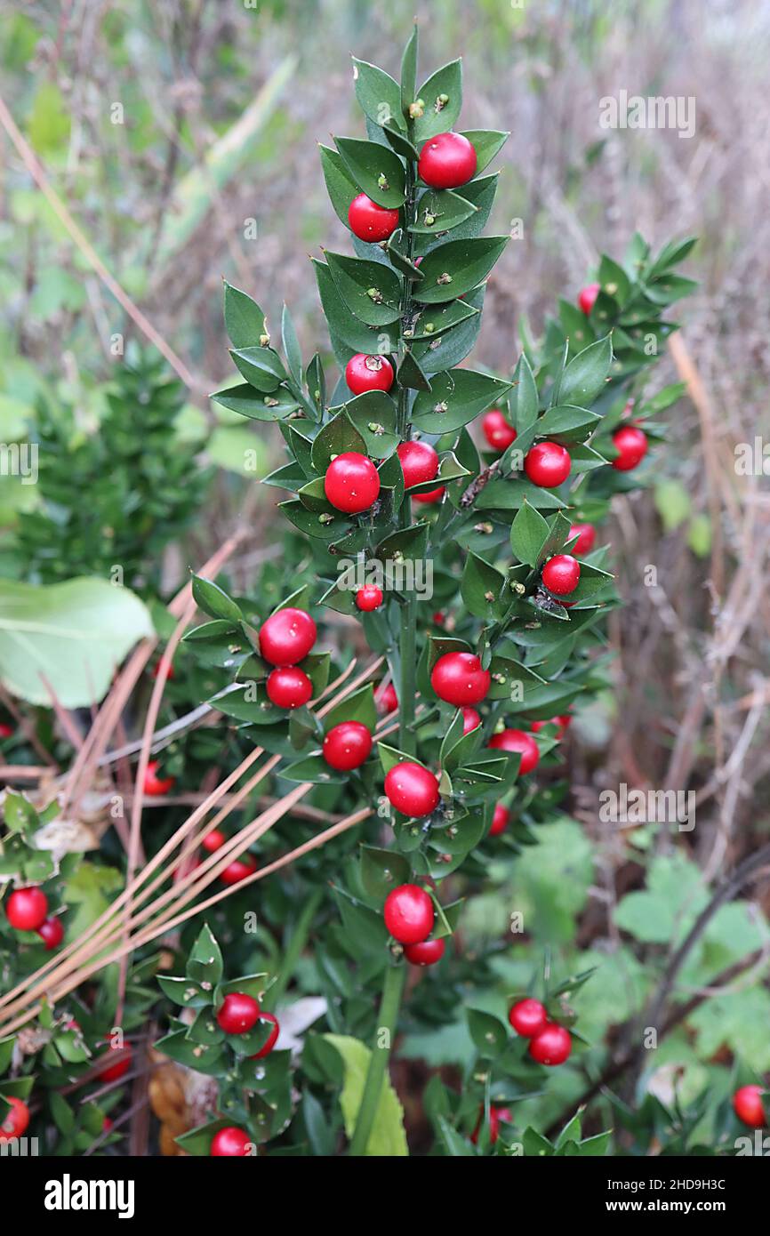 Ruscus aculeatus Butcher’s Besen – glänzende runde rote Beeren und dunkelgrüne Blätter mit Rückenspitze, Dezember, England, Großbritannien Stockfoto