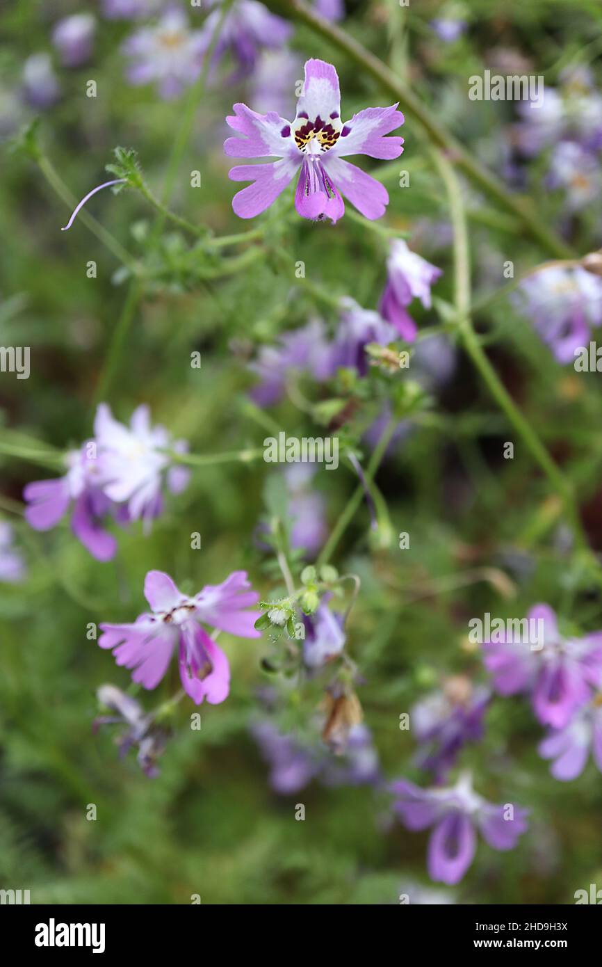 Schizanthus pinnatus Schmetterlingsblume – kleine Orchideenartige Fliederblüten mit weißer Kehle, gelbem Fleck und violetten Markierungen, Dezember, England, UK Stockfoto