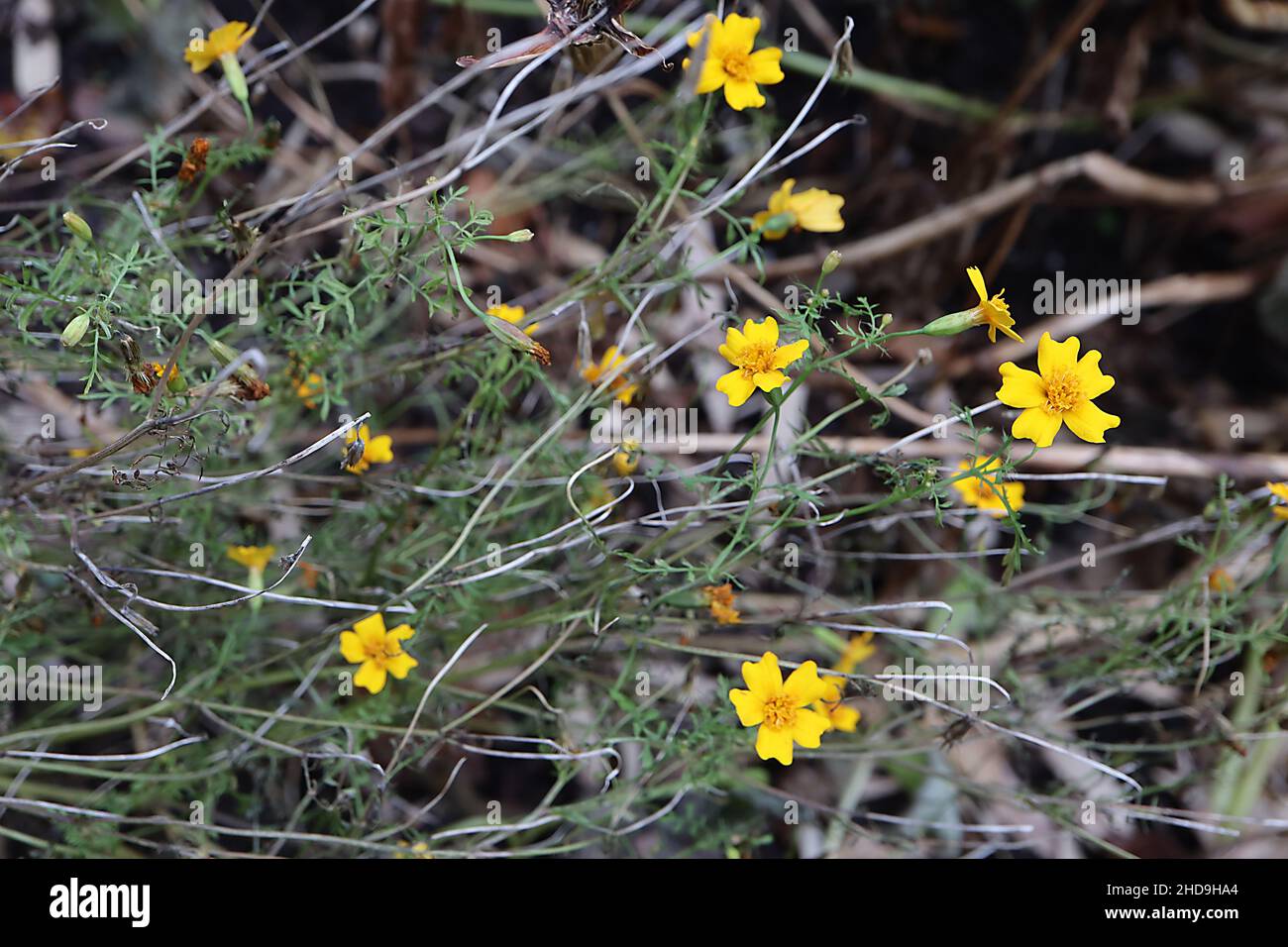 Tagetes tenuifolia ‘Lemon Gem’ Signet Ringelblume Lemon Gem – kleine gelbe Blüten mit eingekerbten Blütenblättern, Dezember, England, Großbritannien Stockfoto