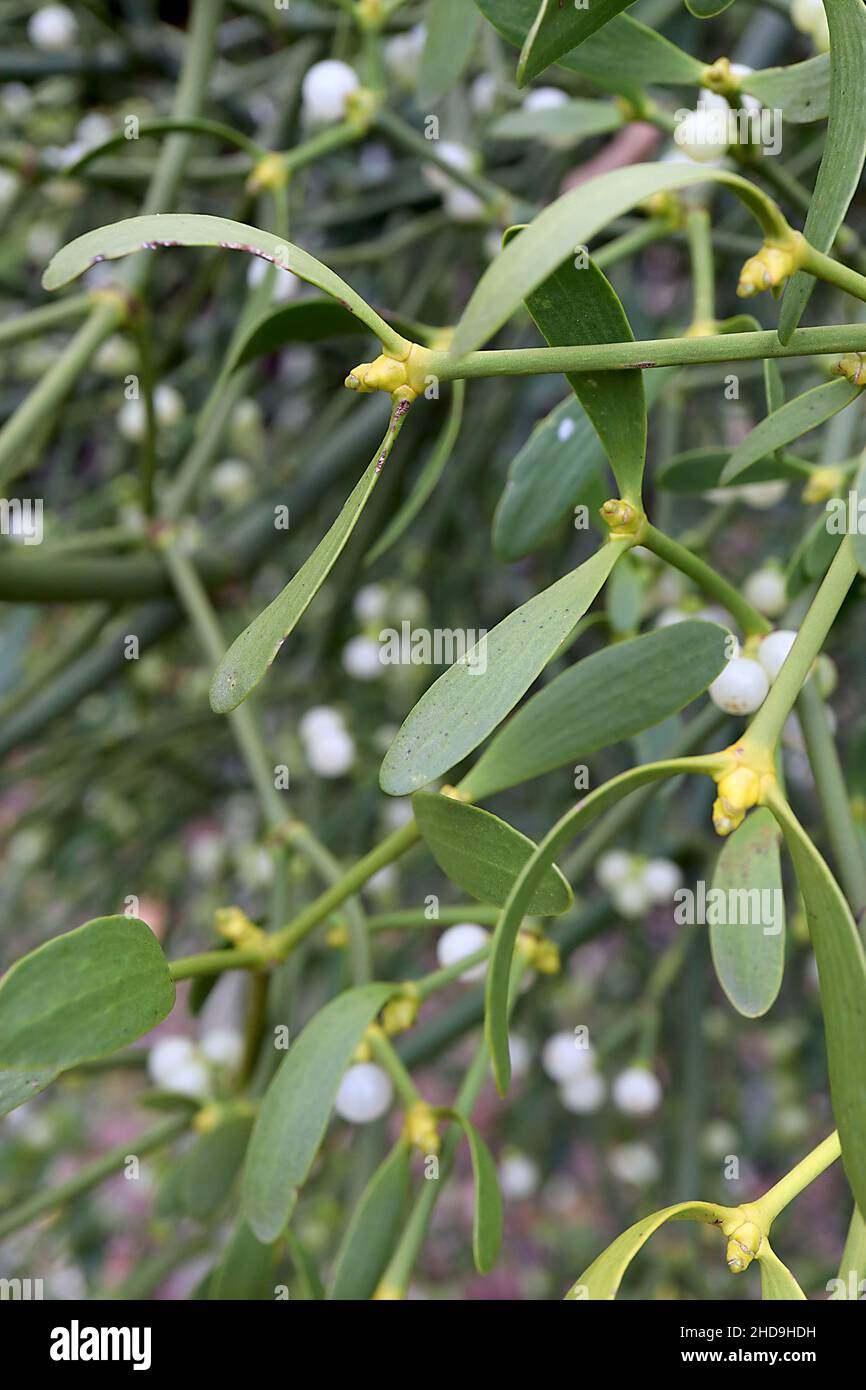 Viscum Album Misteloe – runde weiße Beeren und längliche mittelgrüne geflügelte Blattpaare, Dezember, England, UK Stockfoto