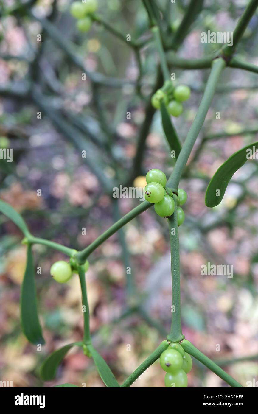 Viscum Album Misteloe – runde hellgrüne Beeren und längliche mittelgrüne geflügelte Blattpaare, Dezember, England, UK Stockfoto