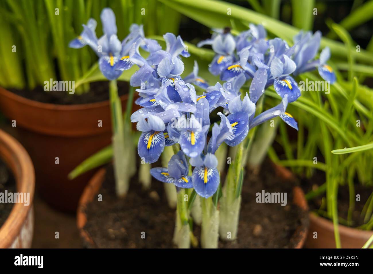 Kleine Frühlingsblumen im Garten. Kleine lila-blaue Iris in einem Tontopf, Iris reticulata oder Zwergiris, Knollenpflanze Stockfoto