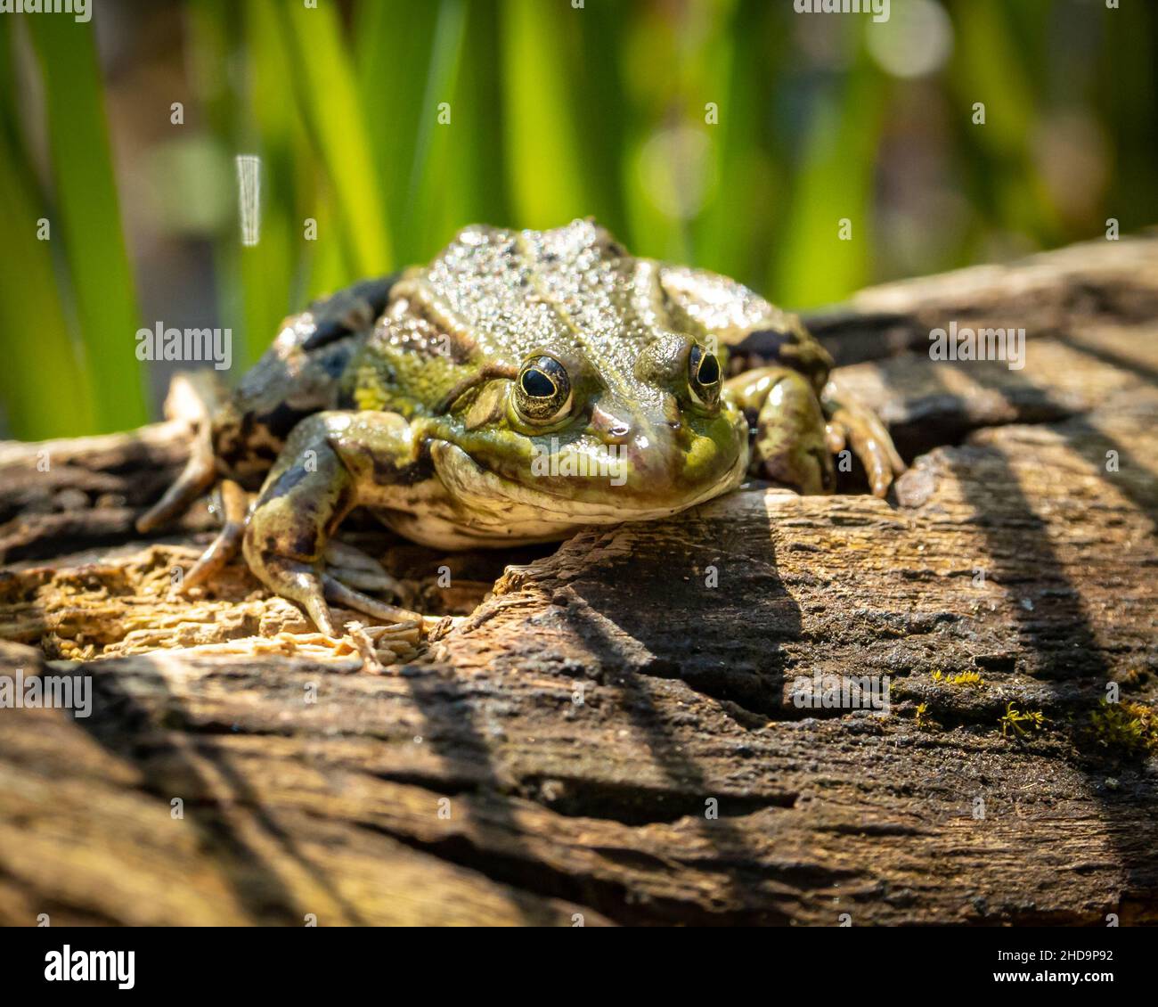 Großer grüner Frosch mit großen Augen, die unter dem Licht der Sonne ...
