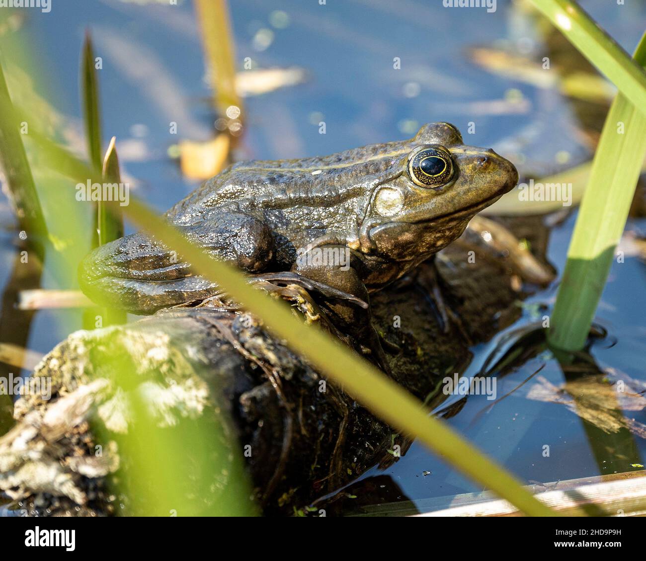 Großer dunkelgrüner Frosch mit großen Augen, die auf dem Holzzweig im See unter dem Sonnenlicht sitzen Stockfoto