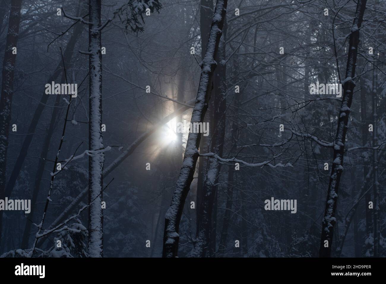 Mystischer Nebelwald mit Sonne, die durchscheint Stockfoto