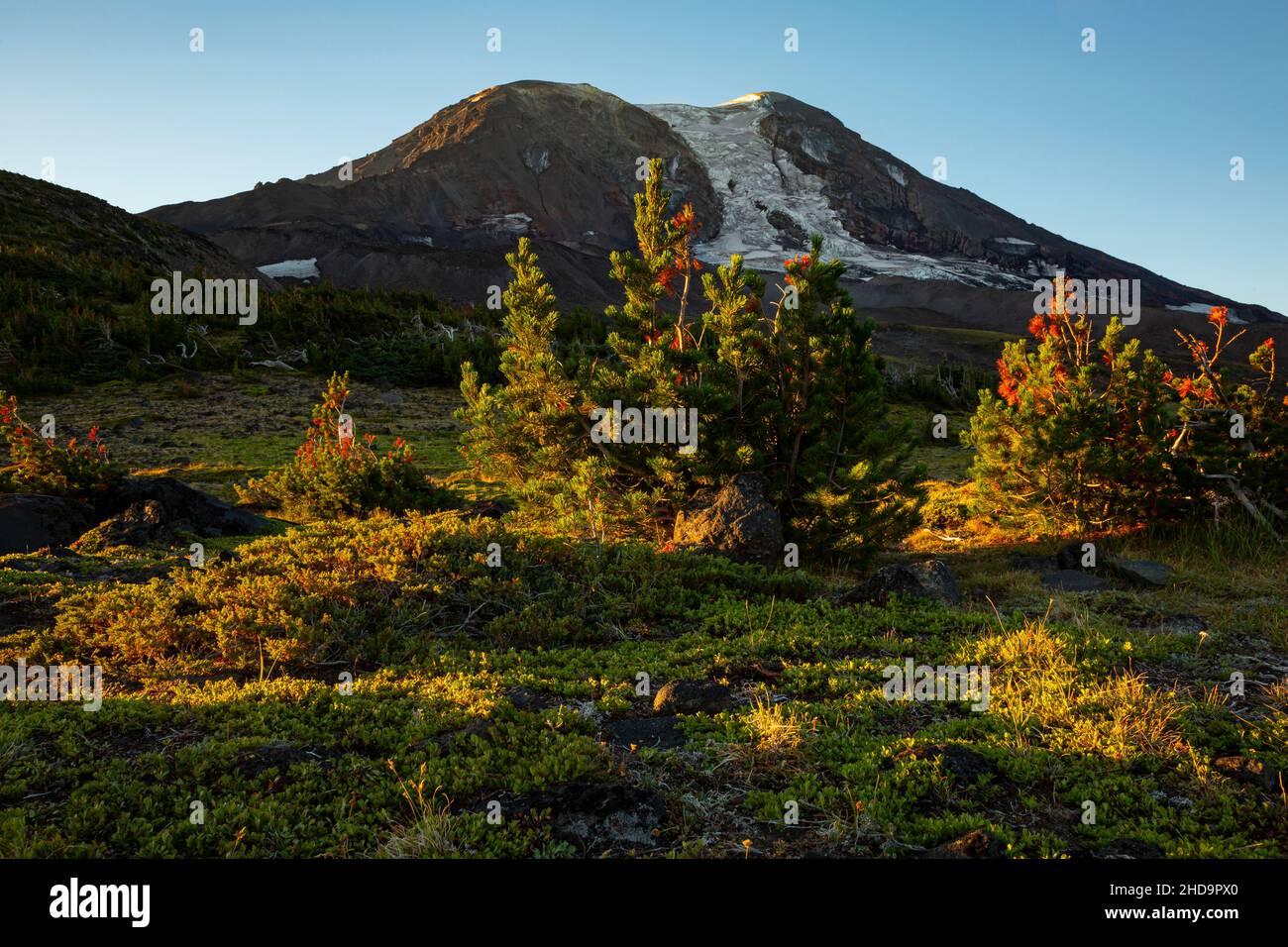 WA19997-00...WASHINGTON - Morgensonne auf Adams Creek Meadows/High Camp in Mount Adams Wilderness. Stockfoto