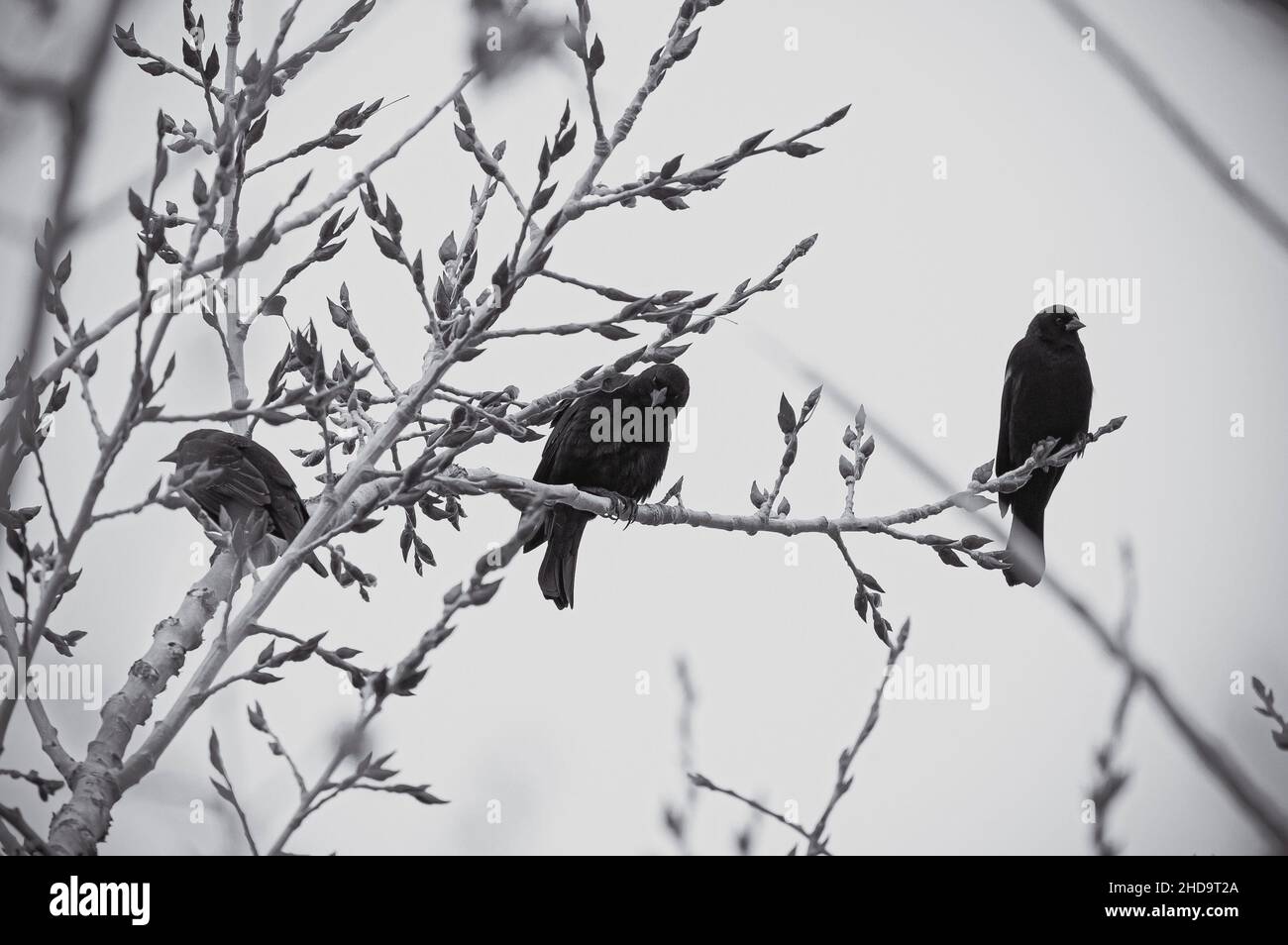 Graustufen Aufnahme von schönen Vögeln, die tagsüber auf den Ästen der Bäume thronen Stockfoto